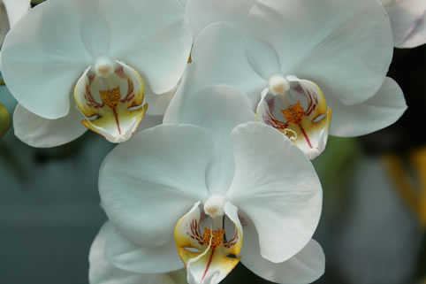 Orchidee fiorite